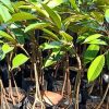 jual bibit durian montong kaki 3 okulasi Aceh Singkil