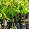 jual bibit durian montong kaki 3 Solok Selatan