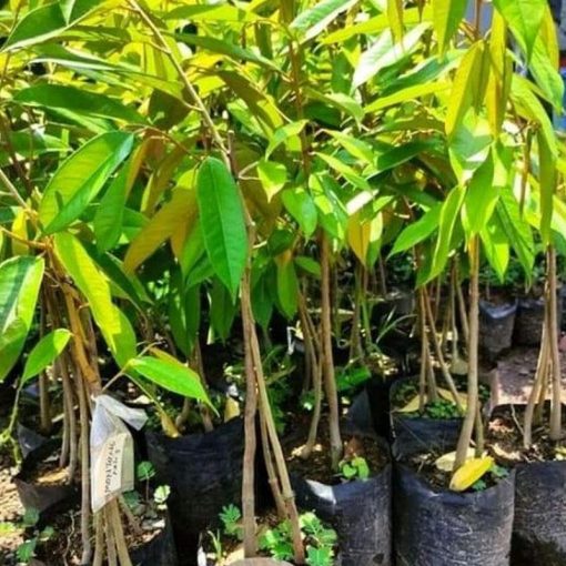 jual bibit durian montong kaki 3 Solok Selatan