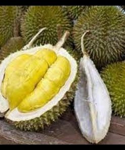 jual bibit durian montong kaki tiga lebih cepat berbuah Maros