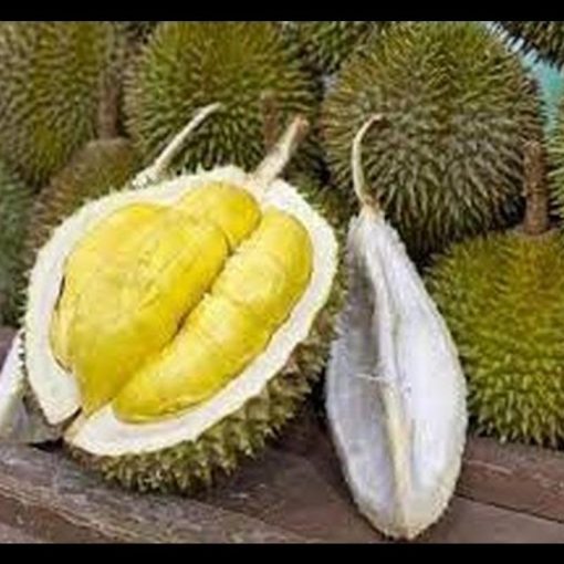 jual bibit durian montong kaki tiga lebih cepat berbuah Maros