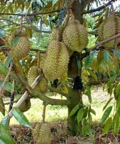 jual bibit durian montong Kolaka