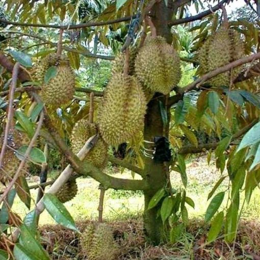 jual bibit durian montong Kolaka