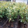 jual bibit durian montong okulasi super Halmahera Timur