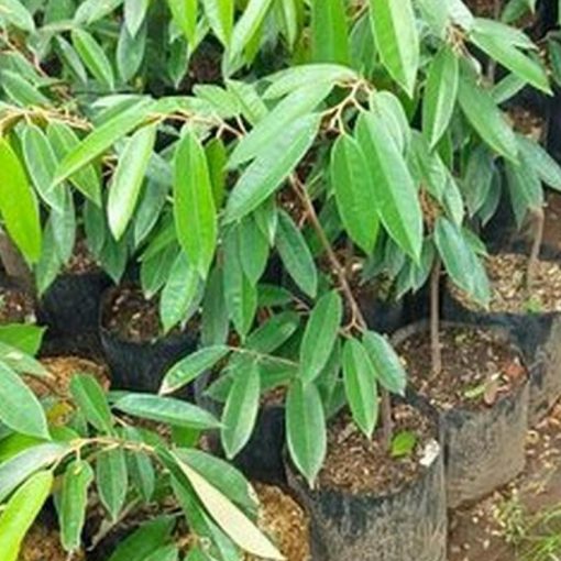 jual bibit durian montong super Aceh Besar
