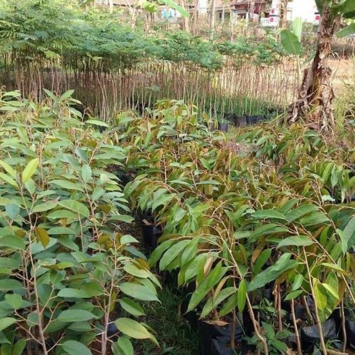 jual bibit durian montong super Kepulauan Aru
