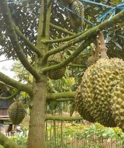 jual bibit durian montong super murah Kepulauan Talaud