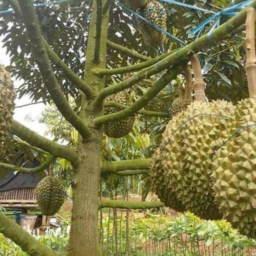 jual bibit durian montong super murah Kepulauan Talaud