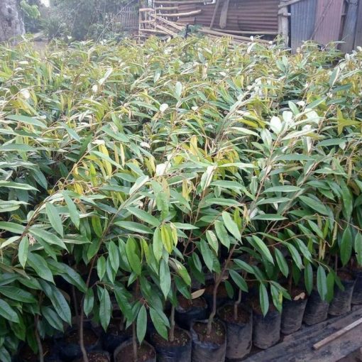 jual bibit durian montong super murah Lampung Tengah