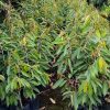 jual bibit durian montong super Nagan Raya