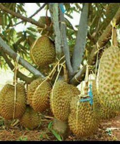 jual bibit durian montong super unggul hasil okulasi cepat berbuah tabulampot Waropen