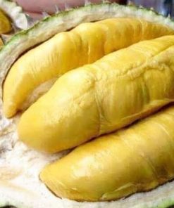 jual bibit durian montong super unggul Kepulauan Mentawai