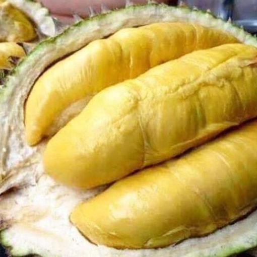 jual bibit durian montong super unggul Kepulauan Mentawai