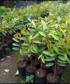 jual bibit durian montong super unggul Tanjung Jabung Barat