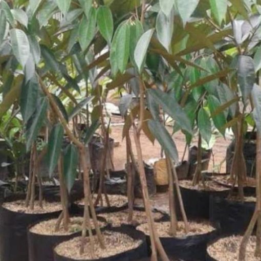 jual bibit durian montong Tegal