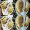jual bibit durian montong Tegal