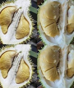 jual bibit durian montong Tegal