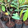 jual bibit durian montong thailand original Situbondo
