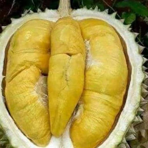 jual bibit durian musangking Aceh Tengah