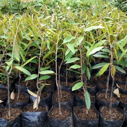 jual bibit durian musangking Barito Timur
