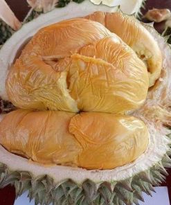 jual bibit durian musangking Cilacap