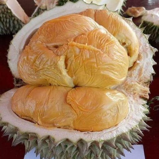 jual bibit durian musangking Cilacap