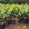 jual bibit durian musangking Enrekang