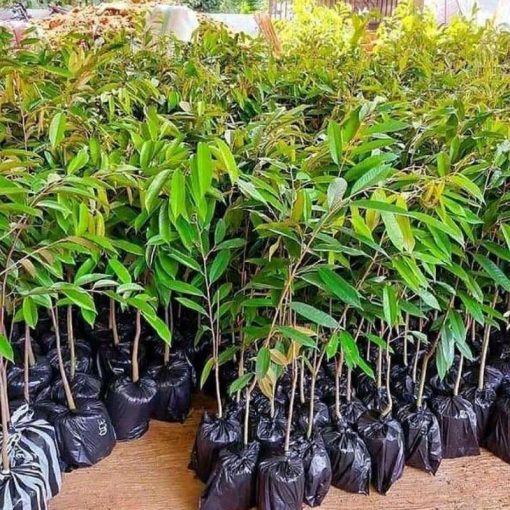 jual bibit durian musangking hasil okulasi cepat ber buah Surabaya