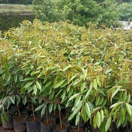 jual bibit durian musangking hasil okulasi cepat ber buah Tuban