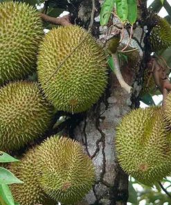 jual bibit durian musangking hasil okulasi cepat berbuah Jakarta Barat