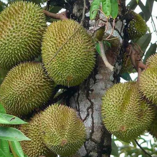 jual bibit durian musangking hasil okulasi cepat berbuah Jakarta Barat