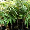 jual bibit durian musangking hasil okulasi Ogan Komering Ulu