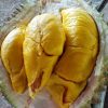 jual bibit durian musangking hasil okulasi unggul Pangandaran