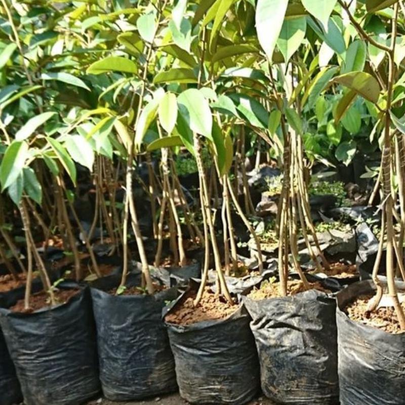 Gambar Produk jual bibit durian musangking kaki 3 asli hasil okulasi Bengkulu Utara