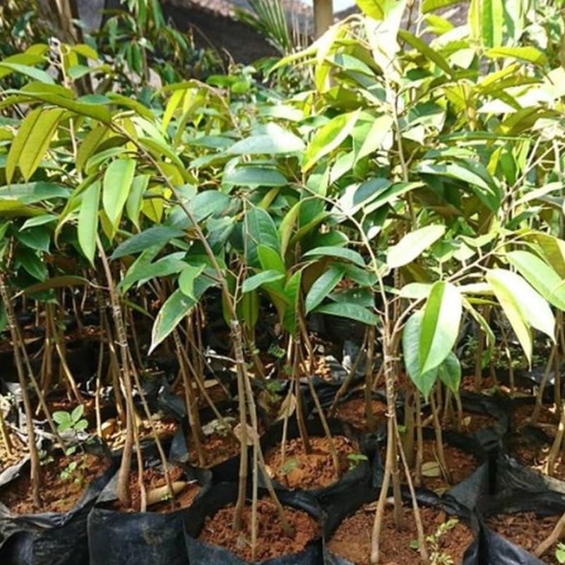 Gambar Produk jual bibit durian musangking kaki 3 asli hasil okulasi Garut