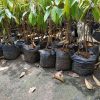 jual bibit durian musangking kaki 3 bisa cod Langsa