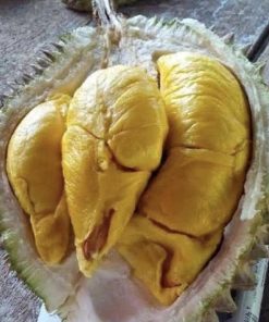 jual bibit durian musangking kaki 3 Buton Utara