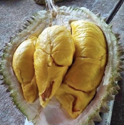 jual bibit durian musangking kaki 3 Buton Utara