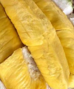 jual bibit durian musangking kaki 3 Grobogan