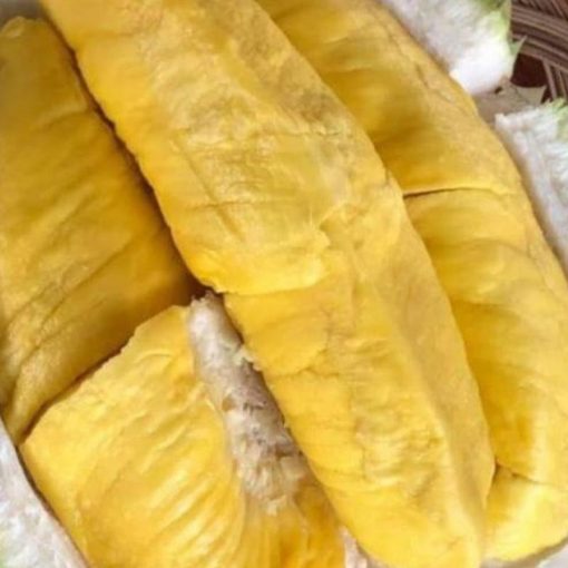 jual bibit durian musangking kaki 3 Grobogan