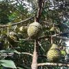 jual bibit durian musangking kaki 3 hasil okulasi Maluku Barat Daya