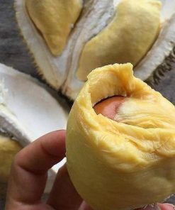 jual bibit durian musangking kaki 3 Jakarta Utara