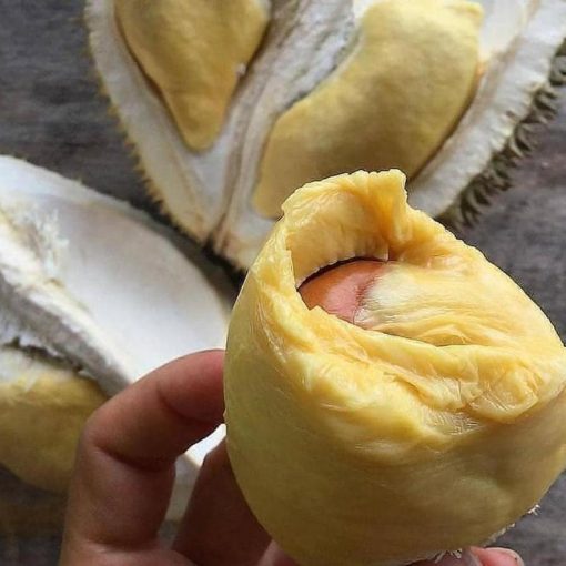 jual bibit durian musangking kaki 3 Jakarta Utara