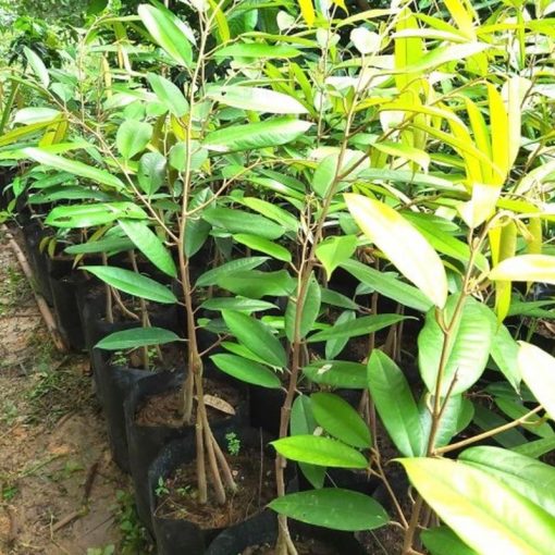 jual bibit durian musangking kaki 3 Karangasem