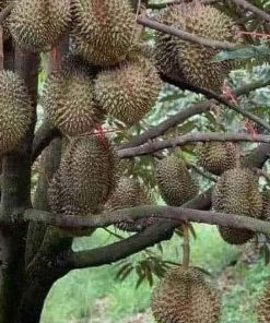 jual bibit durian musangking kaki 3 Konawe Kepulauan