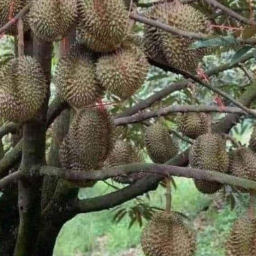 jual bibit durian musangking kaki 3 Konawe Kepulauan