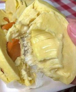 jual bibit durian musangking kaki 3 Labuhanbatu Selatan