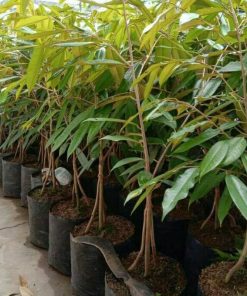 jual bibit durian musangking kaki 3 Mamasa