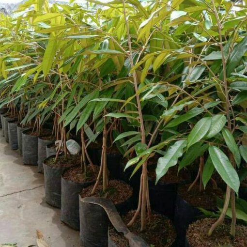 jual bibit durian musangking kaki 3 Mamasa