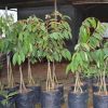 jual bibit durian musangking kaki 3 Mandailing Natal